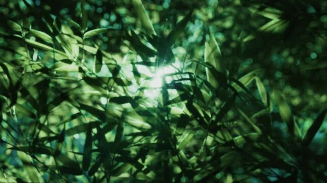 夏・初夏　風に揺れる太陽の光を浴びて木漏れ日を透かしキラキラ輝く竹林の竹笹の葉のスローモーション　美しい日本の庭園・自然の季節の背景　アウトドア・七夕・旅行・観光の風景