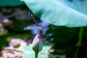 ウチワヤンマとハスのつぼみ｜静寂の水辺で（自然写真） Orthetrum sabina and...