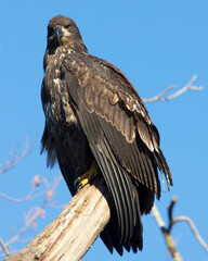 Majestic young bald eagle perched on a branch against a clear blue sky during the afternoon hours