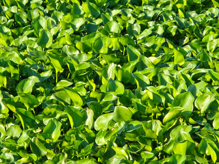 green water hyacinth leaf background.