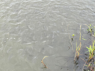 river with water surface