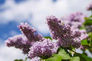 Blooming lilac flowers with sunlight, against blue sky. 