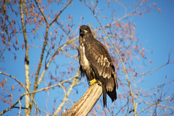 Majestic bald eagle perched on a tree branch against a clear blue sky in late autumn