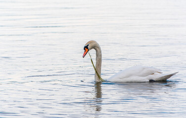 Graceful white Swan swimming in the lake, swans in the wild. Portrait of a white swan swimming on a lake.