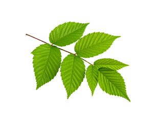 Fototapeta premium Elm branch with vibrant green leaves and serrated edges presented in sharp focus