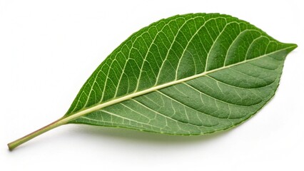 Fototapeta premium green leaf isolated on white