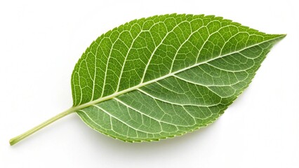 Obraz premium green leaf isolated on white