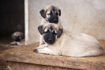 Portrait of a Kangal puppy showing all the qualities of an elite breed.