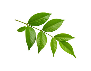 Glossy Green Leaves on a Branch Detailed Veins and Smooth Texture