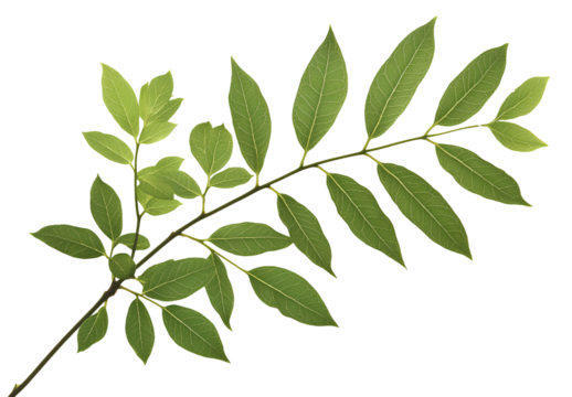 es, PNG clipart cutout isolated on a white background, no shadow under the leaves, high resolution