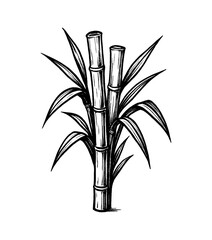 Black and white illustration of sugarcane plant with leaves and stalk vector drawing