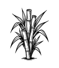 Illustration of Sugar Cane Plant with Leaves in Black and White Outline Art