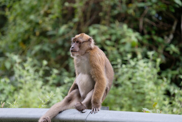 Wild monkeys in the jungle