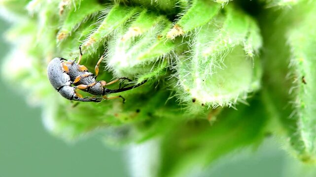 hollyhock weevil on hollyhock during mating on an hollyhock