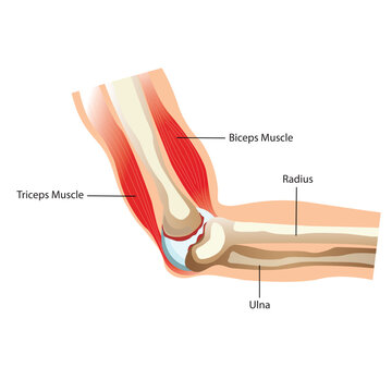 Illustration of the Elbow Anatomy