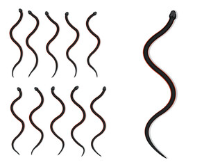 Red-Bellied Black Snake Animal Animation Sequence Cartoon Vector