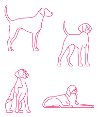  Dogs American Foxhound