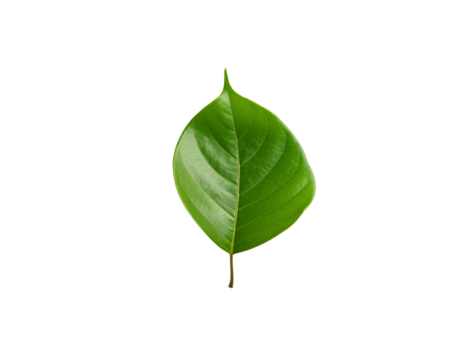 Vibrant green leaf with prominent veins and a pointed tip isolated