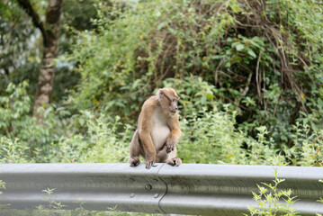 wild monkey in forest