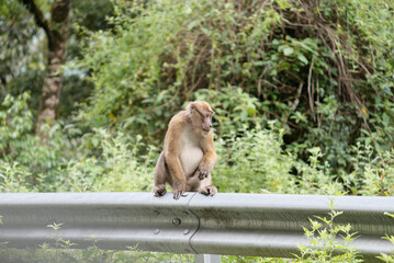 wild monkey in forest