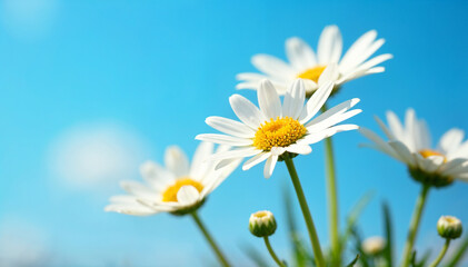 Naklejka premium Close-Up of Blooming White Daisies with Yellow Centers and Clear Blue Sky