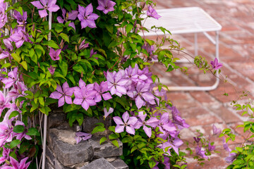A garden landscape with purple Clematis (Clematis integrifolia) flowers in full bloom in spring (Sejong National Arboretum, Republic of Korea)