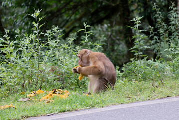 Wild monkeys eating food given to them by humans