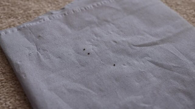 close-up shot of live ticks crawing around after being removed from a person
