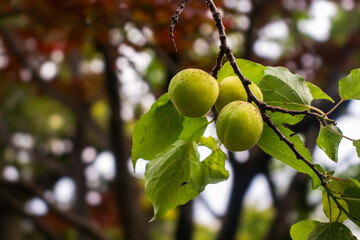 Fototapeta premium Plum fruit in a Japanese garden