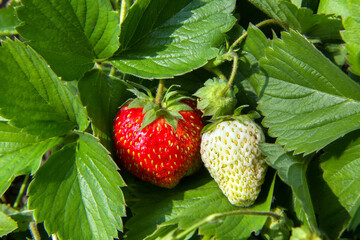 Ripening of natural strawberries in the garden bed. Organic strawberries close-up.
