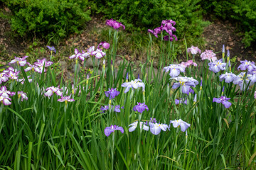 An early summer scene with irises blooming.