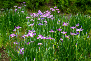 An early summer scene with irises blooming.