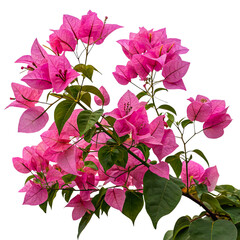 Pink Bougainvillea Spectabilis Flowers Blooming, Isolated on Transparent Background