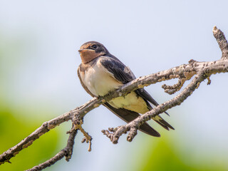 枝にとまるツバメ