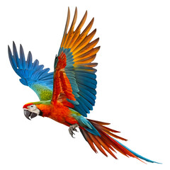 Obraz premium Blue and Yellow Macaw Parrot Perched, Isolated on Transparent Background, Tropical Exotic Bird with Vibrant Feathers