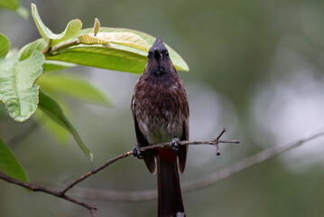 Red vented bulbul on the branch