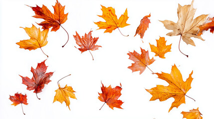 Red maple autumn leaves isolated on white background with seasonal fall foliage pattern