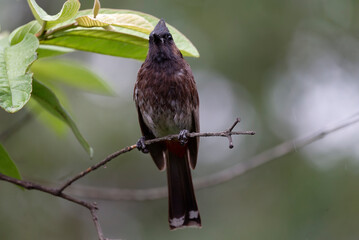 Red vented bulbul on the branch