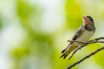 枝にとまるツバメ