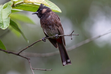 Red vented bulbul on the branch