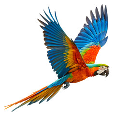 Fototapeta premium Blue and Yellow Macaw Parrot Isolated on Transparent Background, Vibrant Tropical Bird with Bright Feathers
