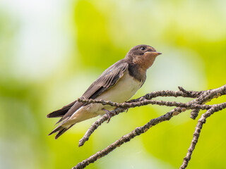 枝にとまるツバメ
