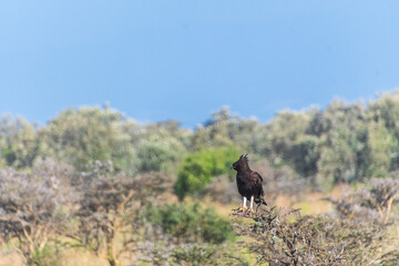 Telephoto of a long-crested eagle - Lophaetus occipitali- standing on a branch of a tree in Lake Nakuru national park in Kenya