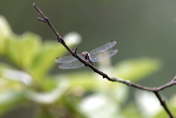 dragonfly on a branch