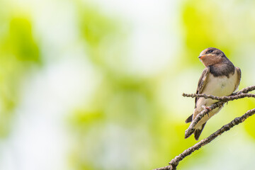 枝にとまるツバメ