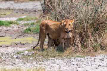 Telephoto of a female adult lion -Panthera Leo- emerging from behind a bush in the Ngorogoro Crater, Tanzania