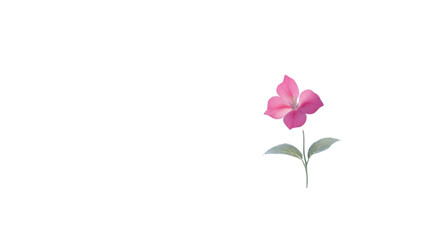 Fototapeta premium Beautiful delicate pink flower bloom with soft petals and green stem isolated on white background