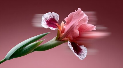 Obraz premium Close up of a pink flower with a green stem. The flower is in motion, giving the impression of a blurred image. Concept of movement and energy, as if the flower is dancing or swaying in the wind