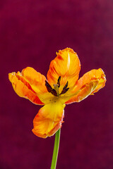A vibrant orange and yellow tulip with layered petals heralds the arrival of spring