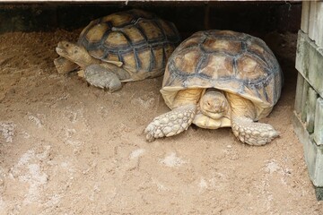 Obraz premium turtle on a rock